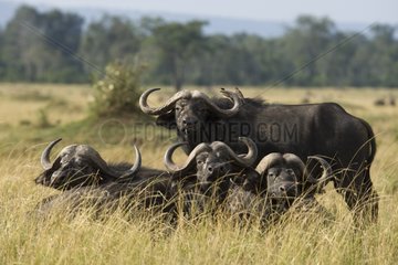 Cape Buffalo males in Savannah Masai Mara Kenya
