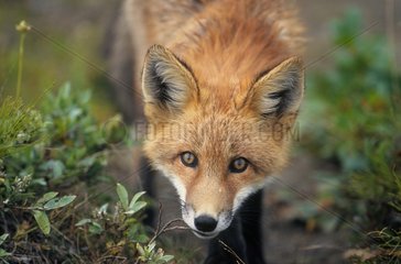 Portrait of attentive Red Fox in Denali NP Alaska