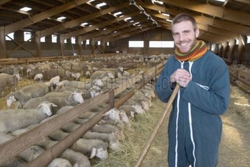 Stockbreeder geben dem Heu an seine Schafe