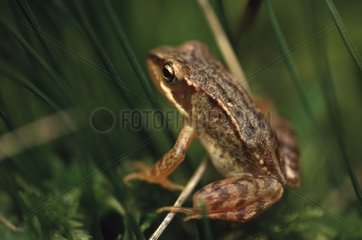 Young European frog in the grass Haute-Garonne France