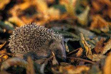 European Hedgehog in temperate forest undergrowth