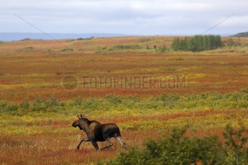 Young male Elk at trot in the tundra NP Denali Alaska