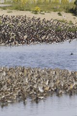Red knots Dunlins and Oystercatchers roosting England