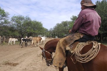 Vaqueiro PN Kaa-Lya Gran Chaco Südost-Bolivien