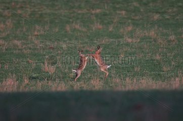European Hares fighting Vosges France