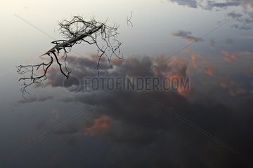 Dead branch floating and cloud reflection on water Finland
