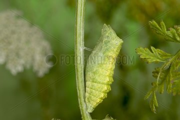 Old world swallowtail chrysalis on a stem France