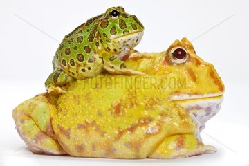 Ornate Horned Frog on albino Chacoan Horned Frog