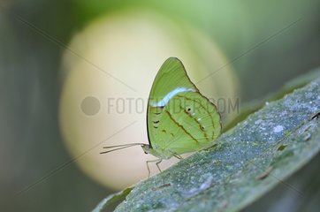 Yellow-green butterfly Southern Amazon Brazil