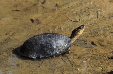 Spotbeinigte Schildkröte in Wasser Französisch-Guayana
