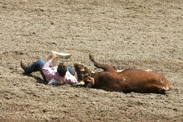 Bulldoggen Cheyennes weltberühmter Rodeo