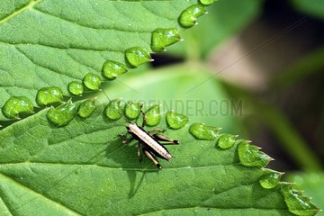 Grasshopper on a leaf borded with dew drops France