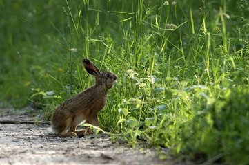 European hare searching for food Vosges France