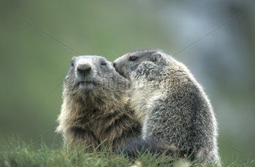 Alpine Marmot and young National park Hohe Tauern
