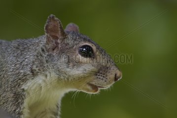 Ostgrau Eichhörnchen Florida USA