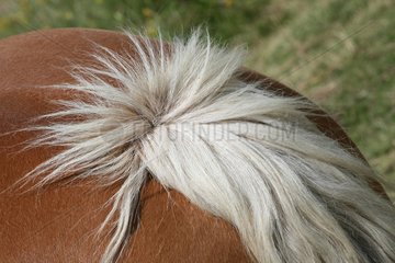 Tail of a horse with white hair