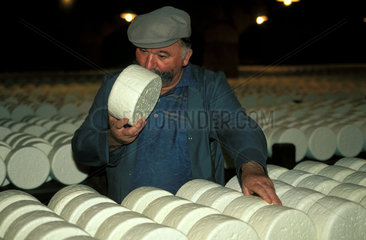 Cheese master of roquefort is smelling the cheese