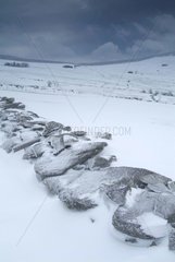 Niedrige Lava -Mauer unter Schnee in Winterteller von Auvergne
