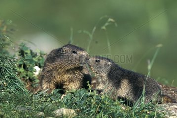 Adult and young Marmots Vanoise National Park Alps