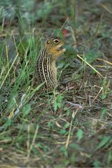 Thirteen-lined ground squirrel eating a sheet Canada