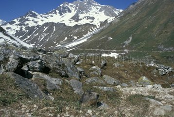 Alpine Marmot leaving its burrow Vanoise National Park