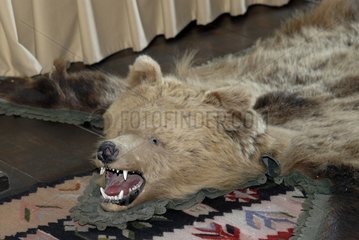 Carpet in skin of bear and head in a bedroom Romania