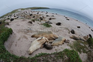 New Zealand Sea Lion colony in Auckland Islands