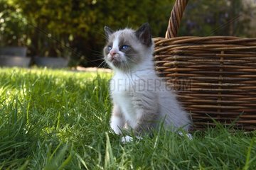 Kitten seated on a lawn in front of a basket
