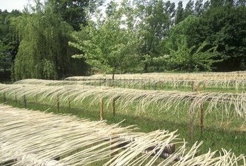 Drying of the Wicker barked Indre et Loire France