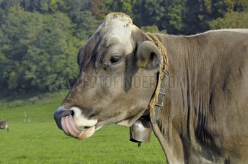 Die Kuh putzte einen Nasenloch -Kanton Vaux -Schweiz