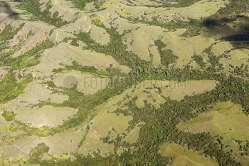 Stöpsel des trockenen Waldes im Boden von Thalweg New Caledonia