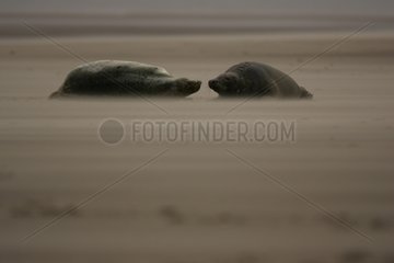 Graue Seeheuer ruht auf dem Sand Island