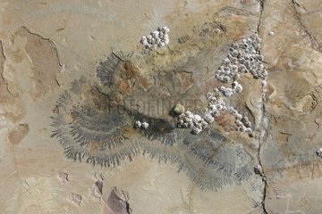 Barnacles and dendrites on a calcareous sandstone flagstone
