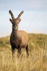 Male Ibex Switzerland
