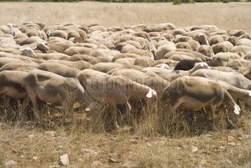 Lacaune sheep grazing Larzac France