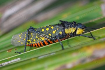 Grasshopper colored in Bali Indonesia