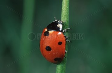 Sevenspotted Lady Beetle at 7 points climbing on a grass