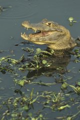 Caïman la gueule ouverte dans l'eau dans d'une mare Pantanal