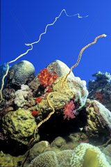 Coral Reef Red Sea Sudan