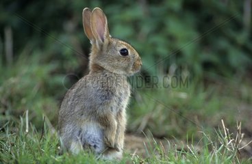 Young European Rabbit in grass Picardie France