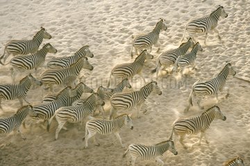 Herde von Burchells Zebras Botswana