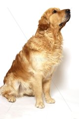 'Golden Retriever' Hund  der Frankreich sitzt