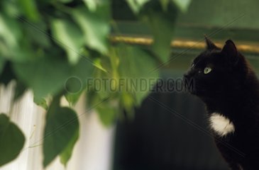 Portrait of a black cat to the insistent glance France