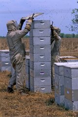 Bee-keeper and hive Southern EstTexas USA