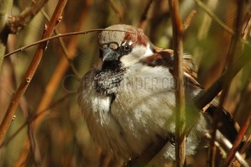 House sparrow on a branch without leaves in autumn