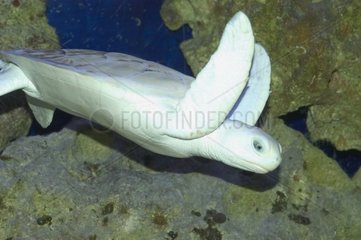 Albinogrüne Meeresschildkröte schwimmen Yucatan Mexiko