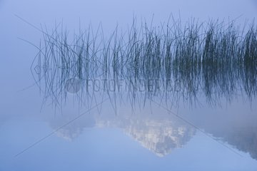 Small lake in early morning fog Nahuel Huapi National Park