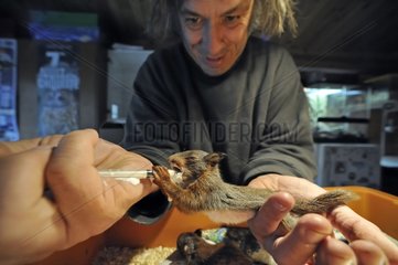 Man feeding a young Red Squirrel rescued France