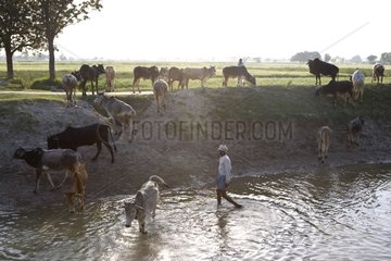 Farmer doing his cows drink in a river India