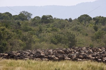 Herds gathering before crossing the Mara River Kenya